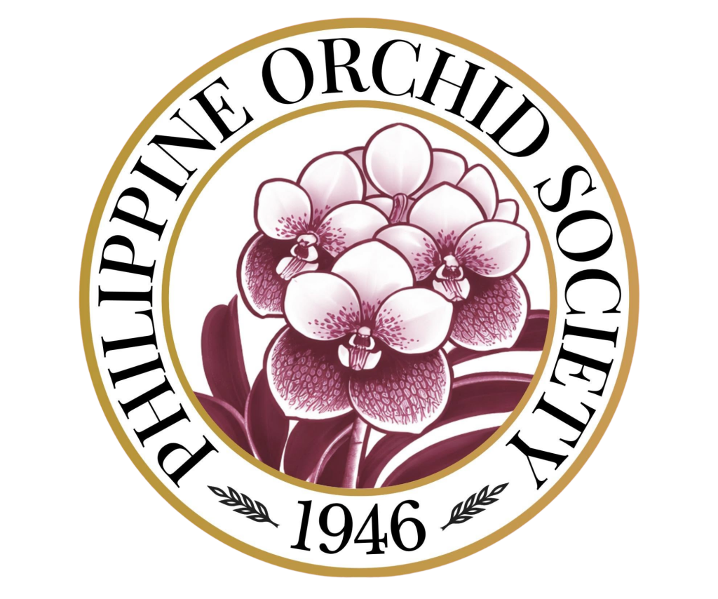 Orchid 1